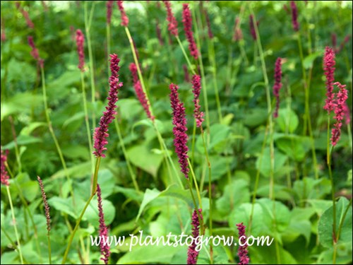 red spike flowers